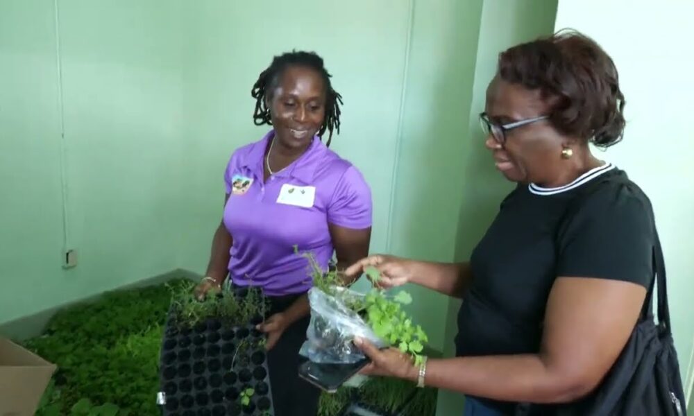 THOUSANDS OF SEEDLINGS DISTRIBUTED IN BACKYARD GARDENING INITIATIVE