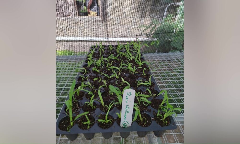 ANTIGUA BLACK PINEAPPLE PRODUCTION TO BE TURBOCHARGED FOLLOWING TISSUE CULTURE BOOST