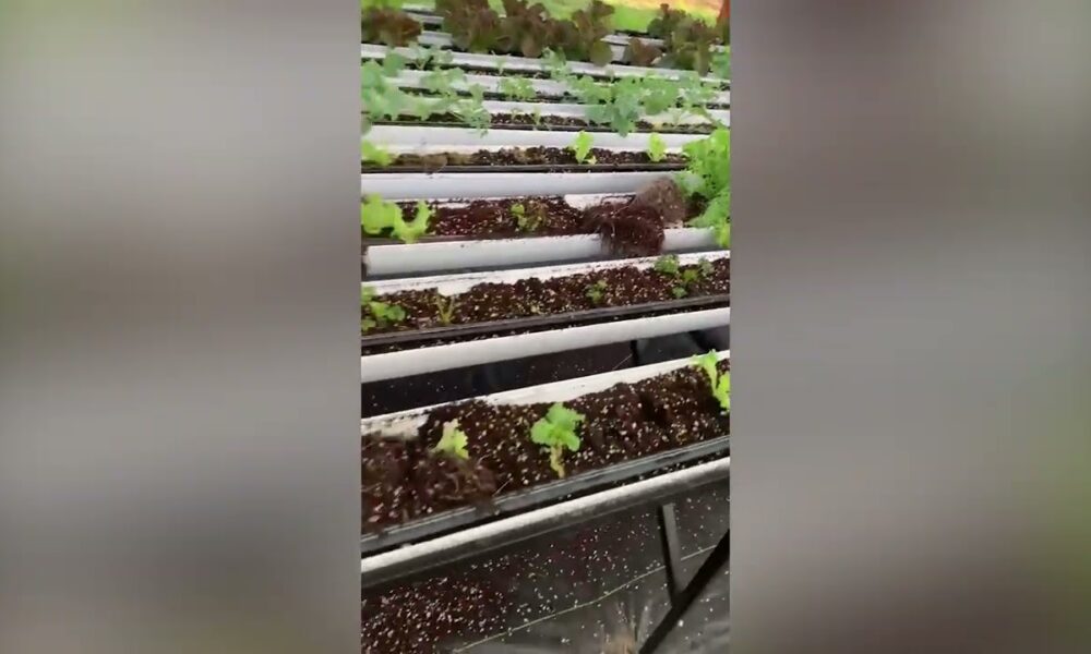 VICTORY CENTRE REELS FROM LETTUCE VANDALISM FOLLOWING HYDROPONICS PUSH